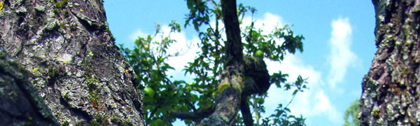 Baum