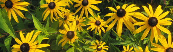 Sonnenblumen