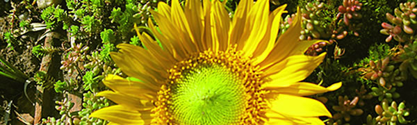 Sonnenblume
